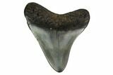 Bargain, Fossil Megalodon Tooth - North Carolina #152997-1